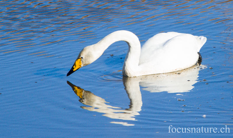 Cygne chanteur 7200.jpg - Cygne chanteur, Cygnus cygnus, Whooper Swan (Hornborgasjön, Suède, avril 2013)